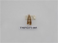 藏品(褐白豔苔蛾)的圖片